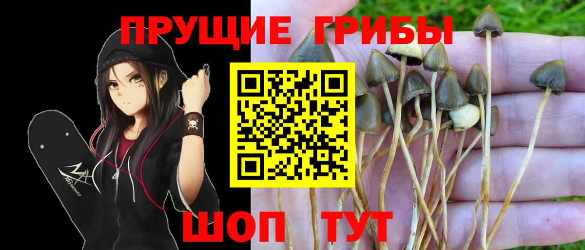 Строитель  Псилоцибиновые грибы Cubensis  цены   Вход с VPN 
