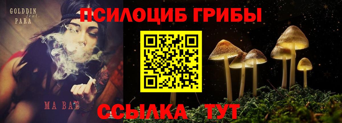 Псилоцибиновые грибы Psilocybine cubensis Строитель